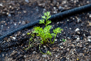 Drip Irrigation: A Complete Guide & FAQs