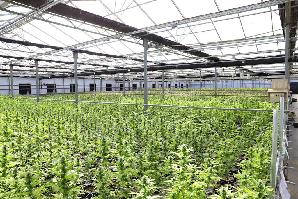 Unveiling Crucial Aspects of Cannabis & Hemp Irrigation
